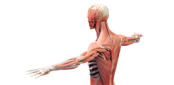 Do You The Basic Medical Terminologies For Musculoskeletal System 